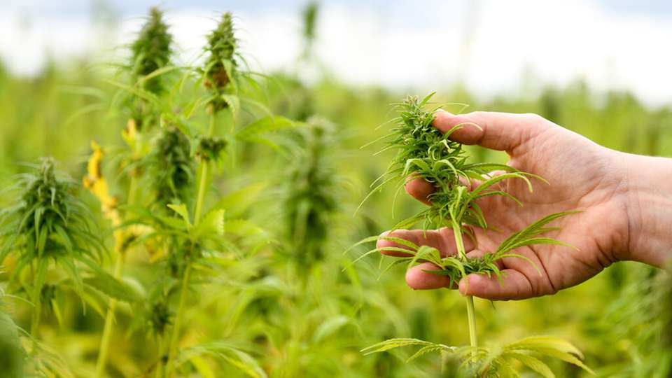 Nutzhanf gewinnt als nachhaltiger Rohstoff für Lebensmittel, Textilien und Industrieprodukte zunehmend an Bedeutung – auch in der bayerischen Landwirtschaft.
