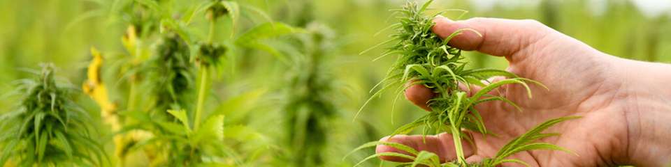 Nutzhanf gewinnt als nachhaltiger Rohstoff für Lebensmittel, Textilien und Industrieprodukte zunehmend an Bedeutung – auch in der bayerischen Landwirtschaft.