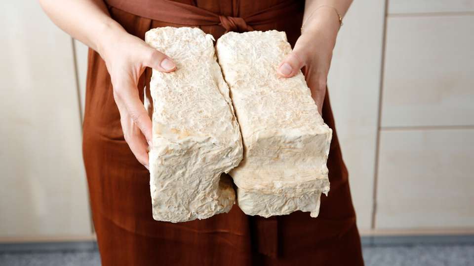 Pilzbasiertes Baumaterial aus dem Sonderforschungsbereich MY-CO BUILD: Die Forschungsarbeiten der TU Berlin untersuchen Struktur, Herstellungsprozesse und Nachhaltigkeit neuartiger biogener Werkstoffe.