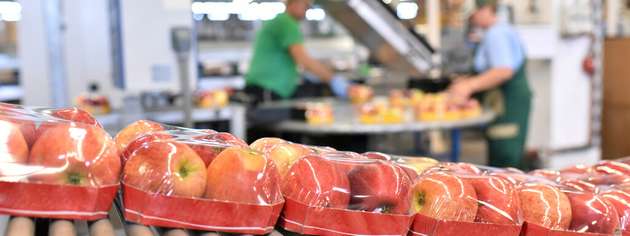 Bei Verpackungsmaschinen für Obst und Gemüse stehen hohe Linienleistung, Produktschonung und der Einsatz recyclingfähiger Materialien im Mittelpunkt.