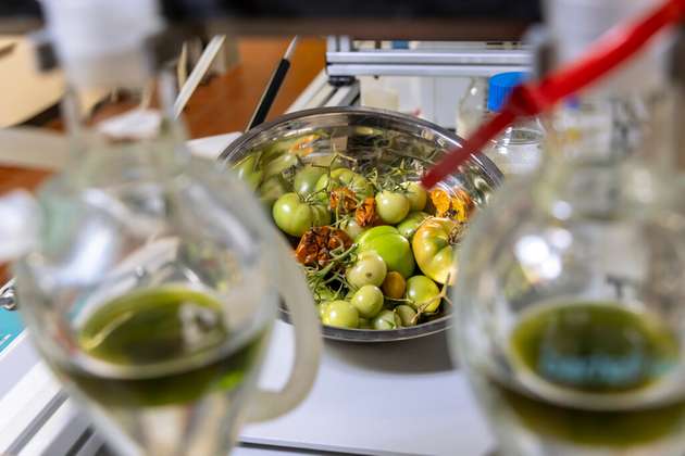 Aus Resten der Tomatenproduktion, wie Blättern, Stängeln, Samen, Schalen sowie unreifen und schimmligen Früchten, soll nachhaltiger Flugzeugtreibstoff werden.