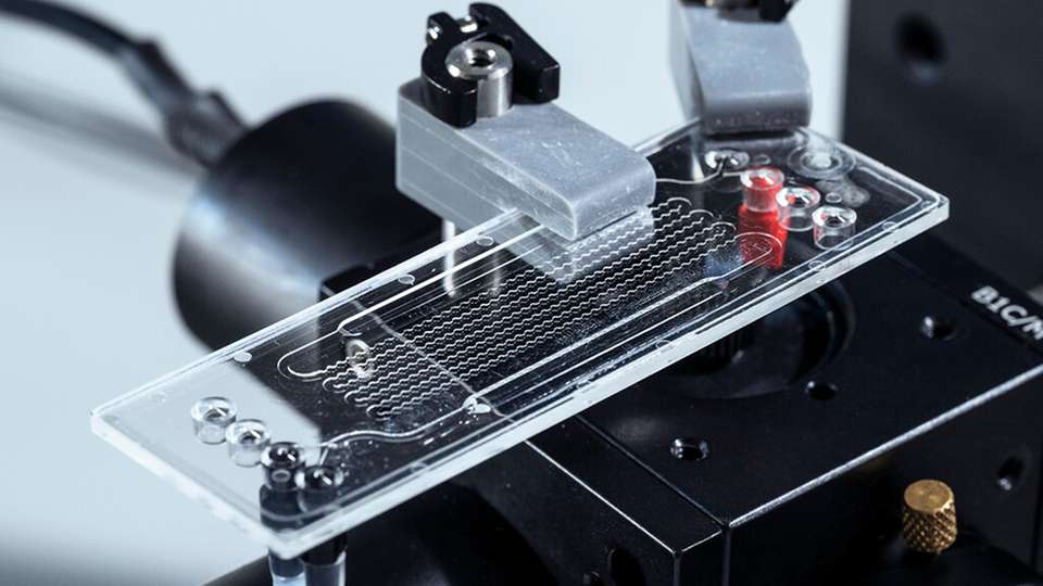 Mikrofluidischer Chip des Sensorsystems: Er ermöglicht den schnellen Nachweis von PFAS direkt vor Ort in wässrigen Proben.