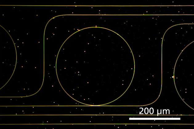 Optischer Ringresonator mit einem Durchmesser von 200 µm auf SiC-Substrat.
