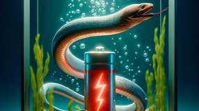 Das Team baute seine Stromquellen aus Hydrogel, um sicherzustellen, dass die Batterien ungiftig und flexibel bleiben, auch wenn sie immer leistungsfähiger werden.