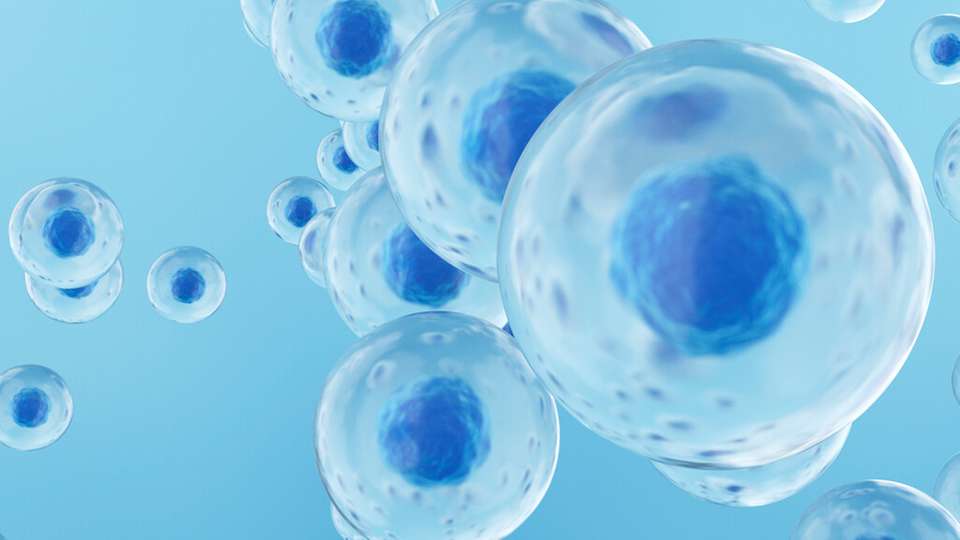 Mithilfe von elektrochemischen Sensoren und Kameras erfasst das Sensorsystem 3D-Zellsphäroide im Bioreaktor und bewertet Größe, Anzahl und Qualität in Echtzeit.