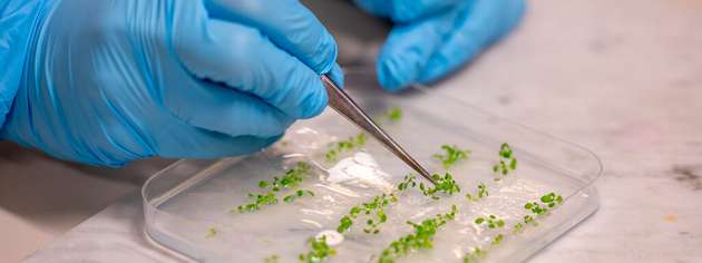 Die im Sensing Technologies Lab der unibz hergestellten biohybriden Pflanzen.