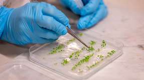 Die im Sensing Technologies Lab der Universität Bozen hergestellten biohybriden Pflanzen.