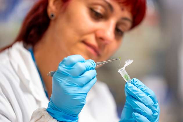 Forscherin Manuela Ciocca mit einer Probe einer biohybriden Pflanze.