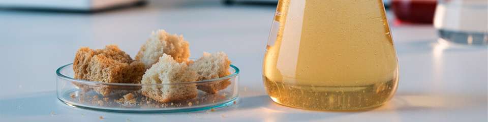 Mikroben erzeugen aus Zucker aus Abfallbrot Wasserstoff, der Hydrierungen unter milden Bedingungen antreiben kann – ohne extern zugeführten fossilen Wasserstoff.