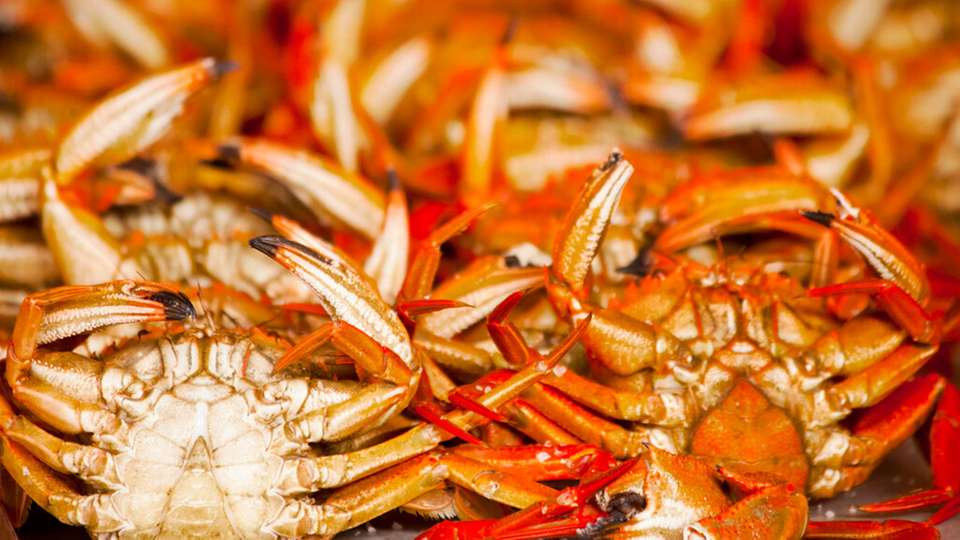 Krustentierschalen sind eine wichtige Chitinquelle – daraus lässt sich Chitosan für bioabbaubare Folien und nachhaltige Beschichtungen herstellen.