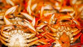 Krustentierschalen sind eine wichtige Chitinquelle – daraus lässt sich Chitosan für bioabbaubare Folien und nachhaltige Beschichtungen herstellen.