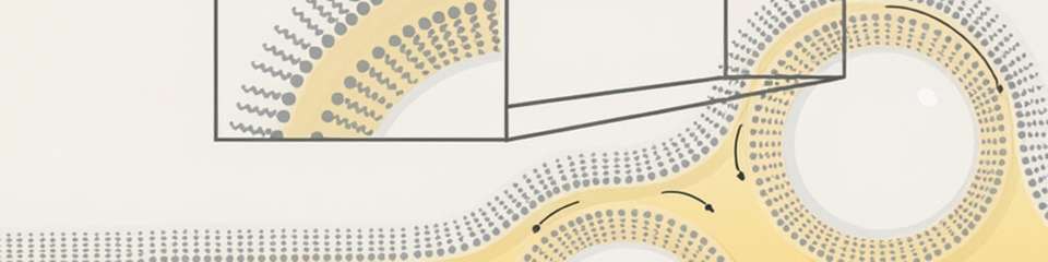 Beginn der Schaumbildung: Tenside mit hydrophilen (schwarzer Schwanz) und hydrophoben (blauer Kopf) Molekülabschnitten stabilisieren Flüssigkeitsfilme um die Blasen herum. Die schwarzen Pfeile zeigen die Abflüsse an.