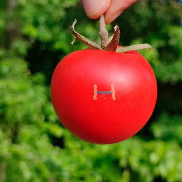 Biologisch abbaubarer Magnetfeldsensor auf Tomaten – Beispiel für eine nachhaltige Bioelektronik.