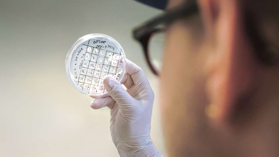 Auf der Suche nach dem optimalen Mikrobenstamm: Die Forschenden entwickeln im Projekt CarboNcare Bakterien, die chemische Grundstoffe nachhaltig herstellen.