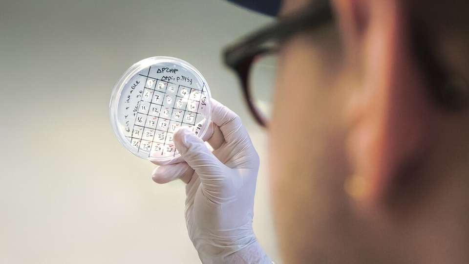 Auf der Suche nach dem optimalen Mikrobenstamm: Die Forschenden entwickeln im Projekt CarboNcare Bakterien, die chemische Grundstoffe nachhaltig herstellen.