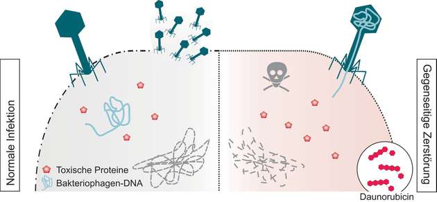 Unter normalen Infektionsbedingungen nutzt der Virus, ein Bakteriophage, die Bakterienzelle zur Reproduktion. Die Übernahme des Wirtsmetabolismus durch die Bakterienphagen wird dabei über toxische, früh-gebildete Phagen-Proteine geregelt. In Anwesenheit des DNA-interkalierenden Moleküls Daunorubicin verläuft die Infektion unvollständig, jedoch werden frühe toxische Proteine weiterhin gebildet, die auch zum Tod der Wirtszelle führen. Die Freisetzung infektiöser Phagenpartikel wird so verhindert.