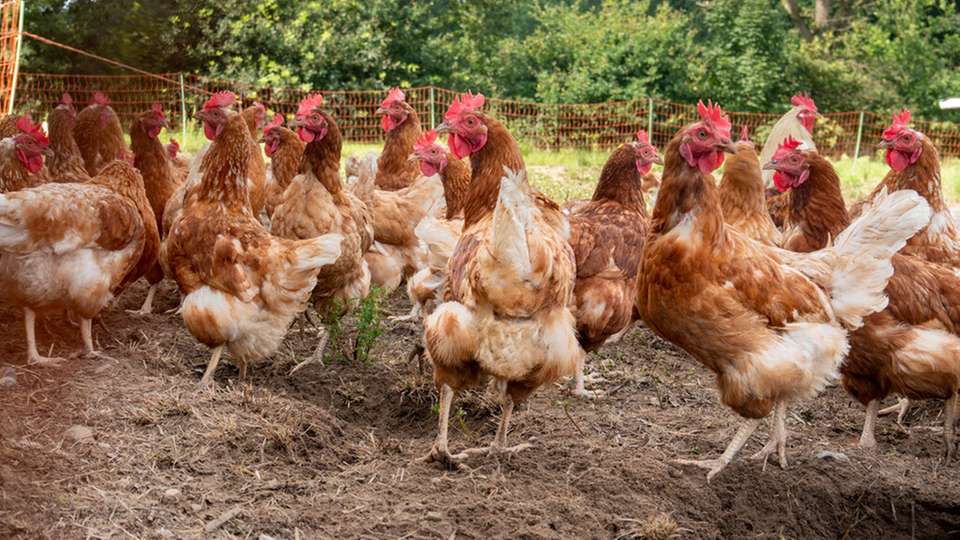 Ein kostengünstiger und multifunktionaler Füllstoff für Lacke und Beschichtungen könnte künftig aus Hühnerfedern gewonnen werden: Keratin. Forschende zweier Fraunhofer-Institute haben mit dem Protein vielversprechende Ergebnisse erzielt.
