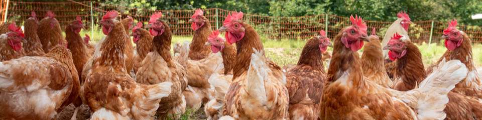 Ein kostengünstiger und multifunktionaler Füllstoff für Lacke und Beschichtungen könnte künftig aus Hühnerfedern gewonnen werden: Keratin. Forschende zweier Fraunhofer-Institute haben mit dem Protein vielversprechende Ergebnisse erzielt.