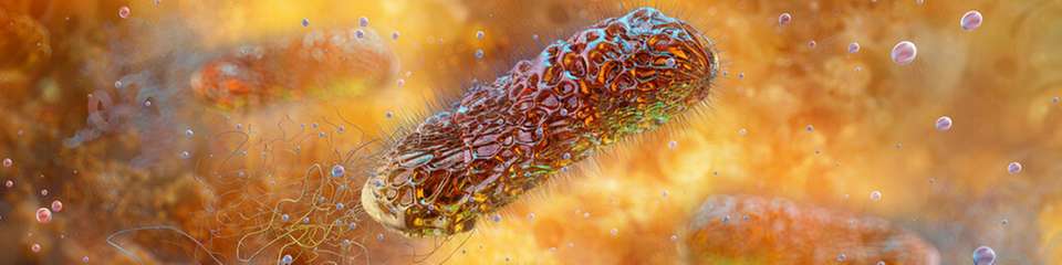 Ein neues 3D-Modell zeigt, wie Pseudomonas aeruginosa unter Strömungsbedingungen Biofilme bildet, umbaut und sich auf neue Oberflächen ausbreitet.