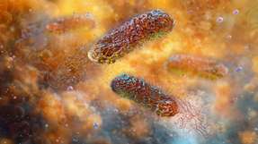 Ein neues 3D-Modell zeigt, wie Pseudomonas aeruginosa unter Strömungsbedingungen Biofilme bildet, umbaut und sich auf neue Oberflächen ausbreitet.