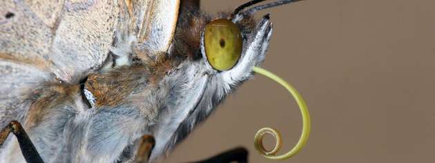 Inspiriert von der eleganten Rollbewegung der Saugrüssel von Schmetterlingen und der kompakten Schneckenform des aufgerollten Rüssels entwickelten die Forschenden dünne Keramikschichten die als als Antriebselement dienen.
