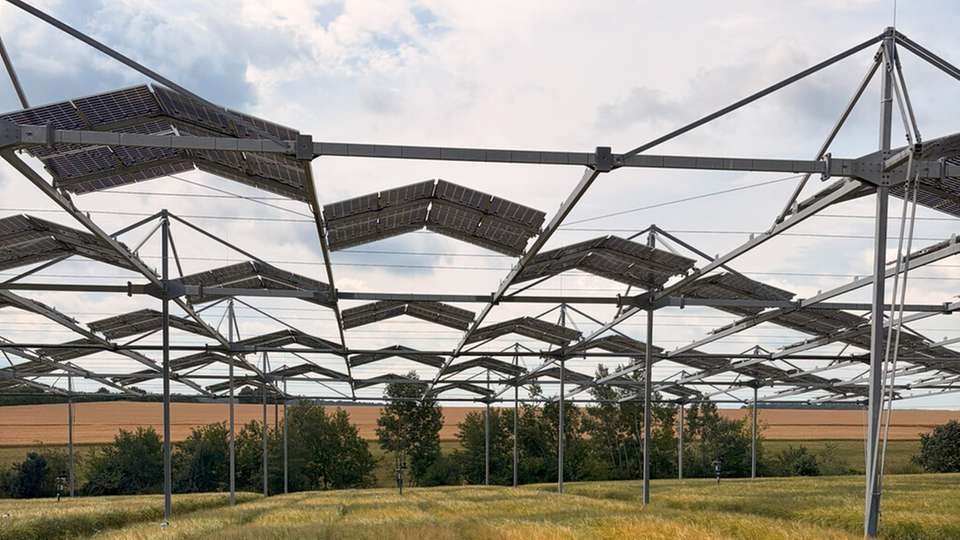 Ackerpflanzen sind anpassungsfähiger als gedacht: Eine Studie der Universität Hohenheim zeigt, dass selbst typische Sonnenpflanzen ihre Photosynthese an die Teilbeschattung in Agroforst- und Agri-PV-Systemen anpassen können.