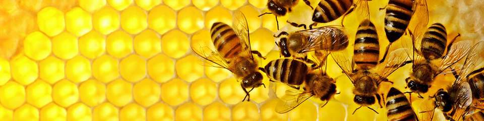 Eine grundlegende Entscheidungslogik, die sich auch in einer Vielzahl biologischer Systeme findet, kann es Roboterschwärmen ermöglichen, selbst bei fehlerhaften Informationen korrekte kollektive Entscheidungen zu treffen. 