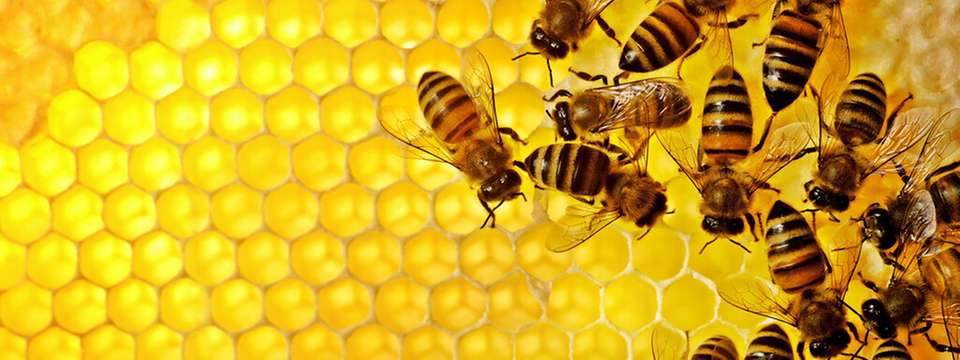Eine grundlegende Entscheidungslogik, die sich auch in einer Vielzahl biologischer Systeme findet, kann es Roboterschwärmen ermöglichen, selbst bei fehlerhaften Informationen korrekte kollektive Entscheidungen zu treffen. 