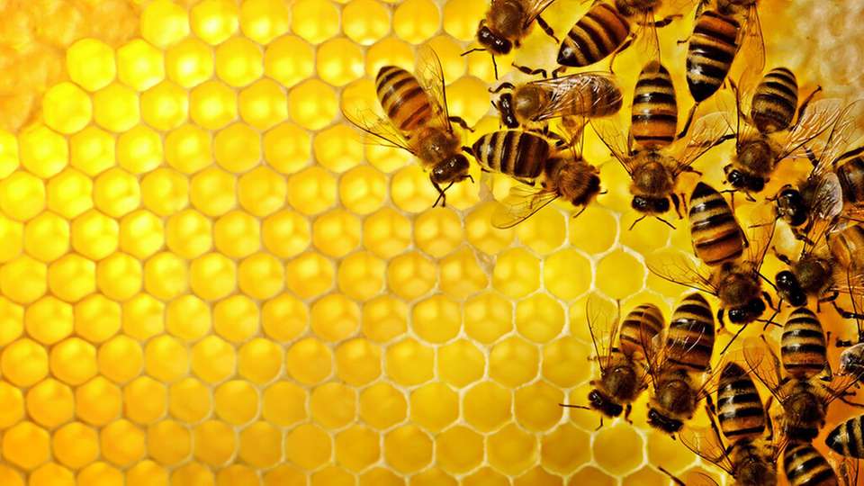 Eine grundlegende Entscheidungslogik, die sich auch in einer Vielzahl biologischer Systeme findet, kann es Roboterschwärmen ermöglichen, selbst bei fehlerhaften Informationen korrekte kollektive Entscheidungen zu treffen. 