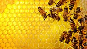 Eine grundlegende Entscheidungslogik, die sich auch in einer Vielzahl biologischer Systeme findet, kann es Roboterschwärmen ermöglichen, selbst bei fehlerhaften Informationen korrekte kollektive Entscheidungen zu treffen. 