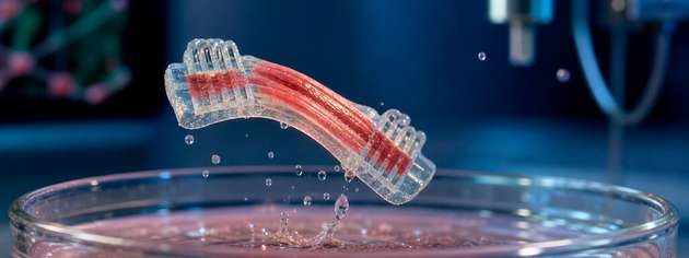 Ein biohybrider Aktuator aus gezüchtetem Muskelgewebe und Hydrogel-Gerüst führt eine sichtbare Bewegung aus. Theoretisch können solche Systeme springen, schwimmen und greifen.