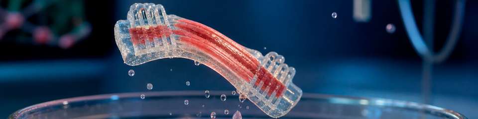 Ein biohybrider Aktuator aus gezüchtetem Muskelgewebe und Hydrogel-Gerüst führt eine sichtbare Bewegung aus. Theoretisch können solche Systeme springen, schwimmen und greifen.