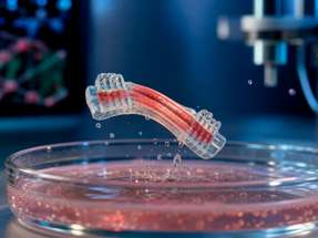 Ein biohybrider Aktuator aus gezüchtetem Muskelgewebe und Hydrogel-Gerüst führt eine sichtbare Bewegung aus. Theoretisch können solche Systeme springen, schwimmen und greifen.