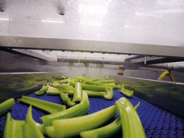 Erntefrischer Sellerie wird in einem fließenden Prozess automatisch geschnitten, gereinigt und verpackt.