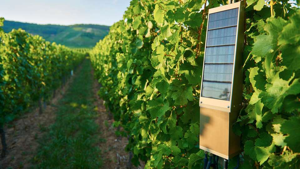 Intelligenter Weinberg: Intel und MyOmega wollen den Weinanbau revolutionieren.