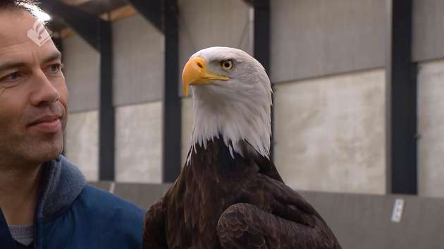 Zum Einsatz kommt bei der niederländischen Polizei  unter anderem das US-Amerikanische Wappentier, Der Weißkopfseeadler