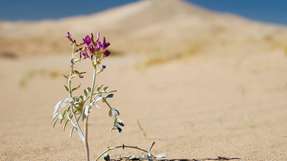 In der Wüste machen extreme Umweltbedingungen wie eine hohe Sonneneinstrahlung das Überleben schwer.