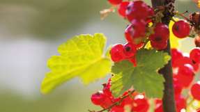 Die Johannisbeeren, die auf dem Obsthof von Rini Kusters im niederländischen Wadenoijen angebaut werden, sind seit Kurzem durch eine neue, dauerhafte Struktur geschützt: eine Agri-PV-Solaranlage.