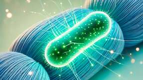 Das gentechnisch veränderte Bakterium wurde entwickelt, um das Recycling von Nylon zu verbessern und als Grundlage für biotechnologische Prozesse zu dienen.  
