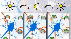 Vereinfachtes Modell lernender Nervenzellen: Forscher haben den biologischen Prozess jetzt auf künstliche neuronale Netze übertragen und damit deren Leistungsfähigkeit gesteigert.