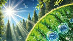 Was den Forschern gelungen ist: Sie haben einen Stapel aus Farbstoffen synthetisiert, der dem Photosynthese-Apparat in Pflanzenzellen sehr nahekommt – er absorbiert an einem Ende Lichtenergie, nutzt sie zur Trennung von Ladungsträgern und leitet diese über einen Transport von Elektronen schrittweise ans andere Ende weiter.