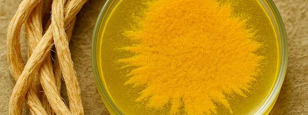 Das gelbe Pigment YAS, produziert von Clostridium thermocellum, spielt eine Schlüsselrolle beim Abbau von Zellulose und zeigt zudem antibiotische Wirkung – mit Potenzial für Biokraftstoffe und neue Wirkstoffe.