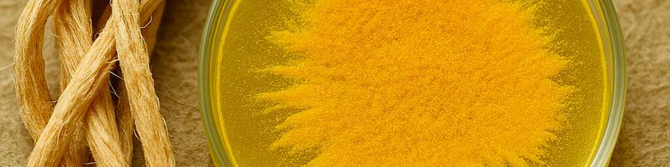 Das gelbe Pigment YAS, produziert von Clostridium thermocellum, spielt eine Schlüsselrolle beim Abbau von Zellulose und zeigt zudem antibiotische Wirkung – mit Potenzial für Biokraftstoffe und neue Wirkstoffe.