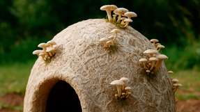 Das Projekt MyGlu zeigt, wie Pilzmyzel als nachhaltiger Baustoff genutzt werden kann – ausgezeichnet mit dem Sustain Award der Frankfurt UAS.