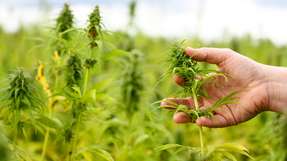 Nutzhanf gewinnt als nachhaltiger Rohstoff für Lebensmittel, Textilien und Industrieprodukte zunehmend an Bedeutung – auch in der bayerischen Landwirtschaft.