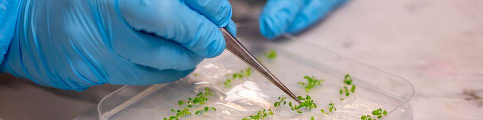 Die im Sensing Technologies Lab der unibz hergestellten biohybriden Pflanzen.