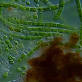 Algen-Bakterien-Gemeinschaften können Öl deutlich effizienter abbauen, als es die Organismen allein schaffen.