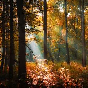 Durch eine enge Zusammenarbeit, maßgeschneiderte Technologien und ein gemeinsames Engagement für Nachhaltigkeit und Sicherheit zeigt die Partnerschaft von UPM und Bilfinger, wie industrielle Transformation Wirklichkeit werden kann.